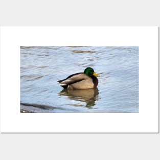 Male Mallard Duck Swimming Along a Beach Posters and Art